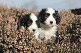 BEARDED COLLIE 094